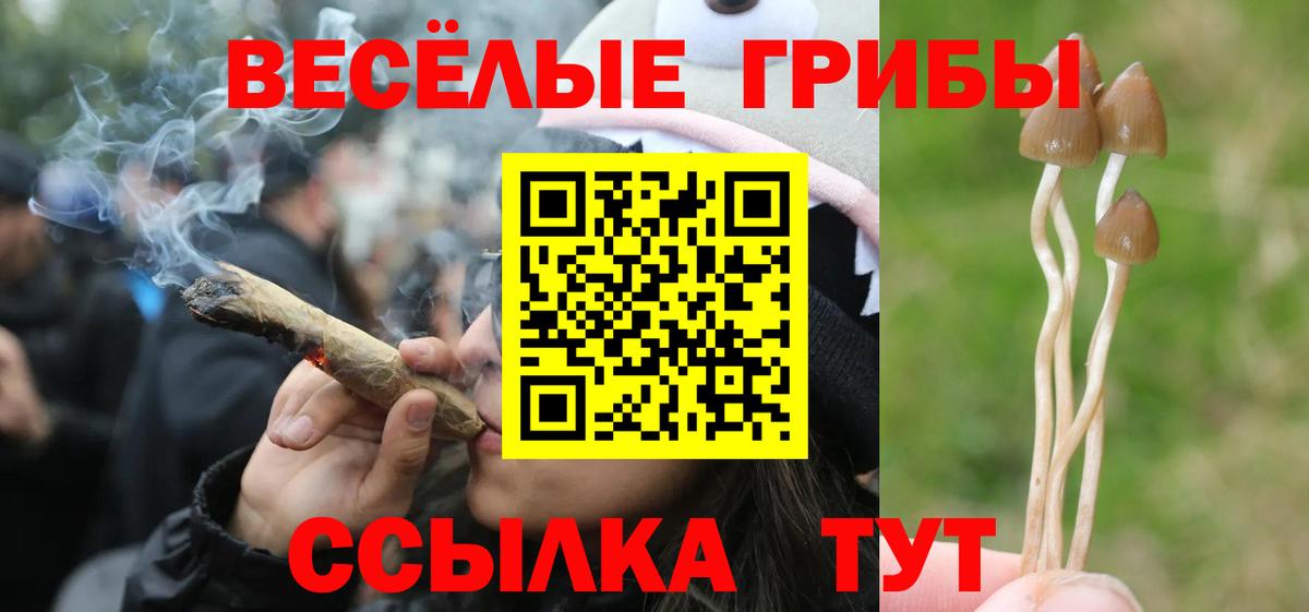 наркотики  Галлюциногенные грибы Psilocybine cubensis  Вход с VPN  Димитровград 